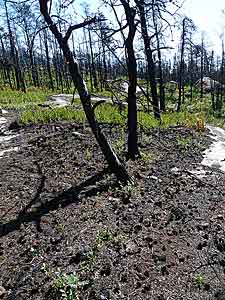Pinus banksiana
