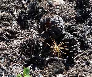Pinus banksiana