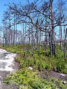 Pinus banksiana
