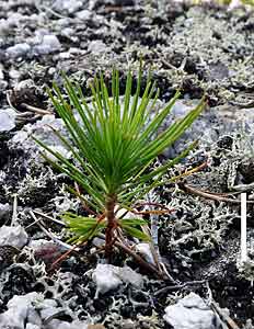 seedling