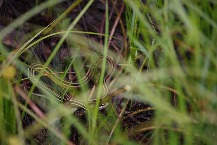 ribbon snake