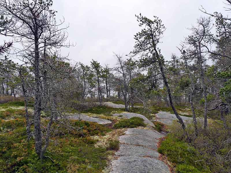Barrens and jack pine