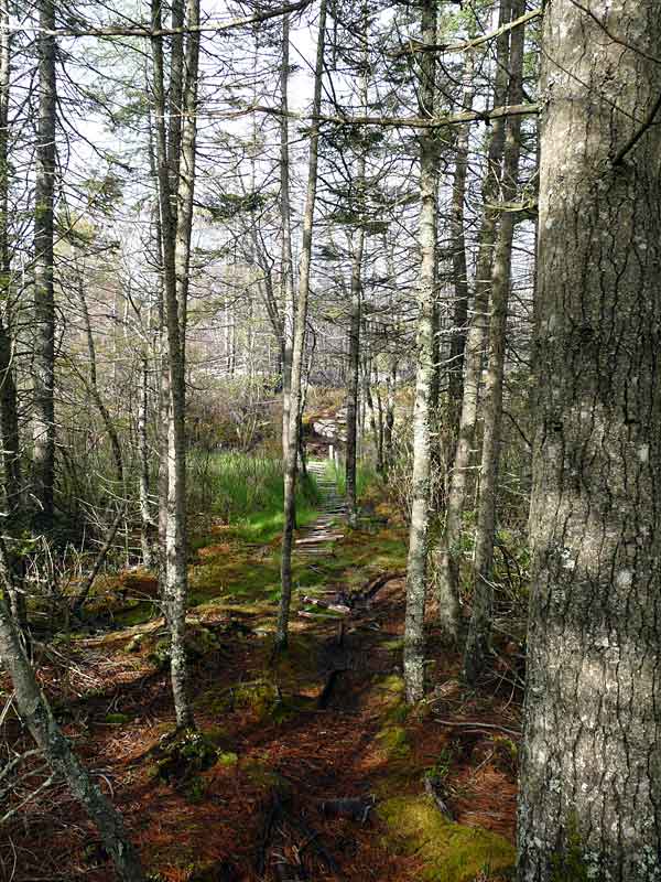Barrens and jack pine