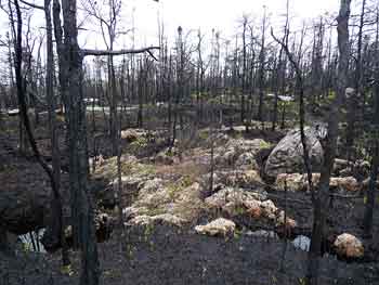 sphagnum