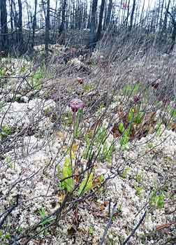 pitcher plant