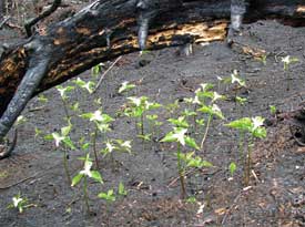 Trillium