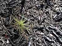 jack pine