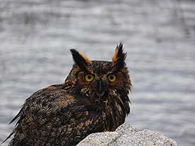 great horned owl