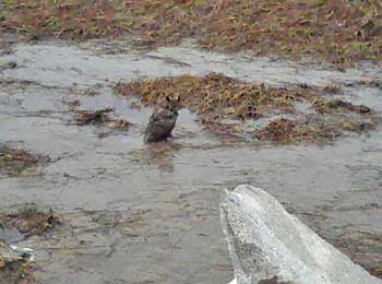 owl