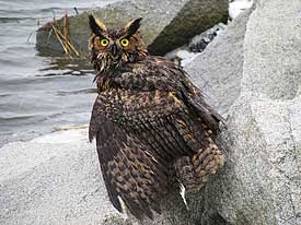 great horned owl
